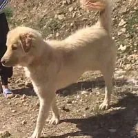 سگ نگهبان|سگ|کرمانشاه, |دیوار