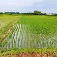 2000-متر-زمین-کشاورزی-برنج