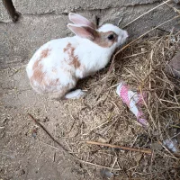 خرگوش|موش و خرگوش|زابل, |دیوار