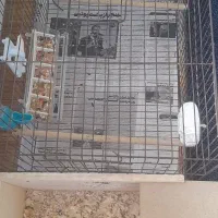 لوتینو ماده تخم هرز گذاشته