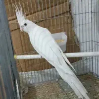 جفت عالی عروس هلندی