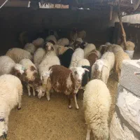 بره