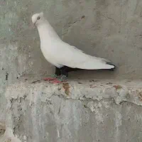 ۳ کبوتر کنگان