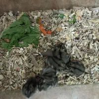 همستر کمپل سرحال وسالم