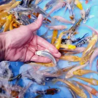 فروش ماهی گلدفیش کوی گرید بالا|ماهی|تهران, استاد معین|دیوار