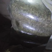 فروش ذرت علوفه