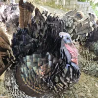 فروش و معاوضه گله جوان بوقلمون مولد برنز|حیوانات مزرعه|لنگرود, |دیوار