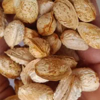 فروش بادام فرانسیس