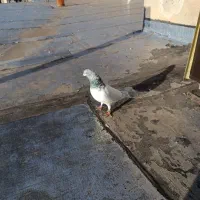 کبوتر|پرنده|گرمی, |دیوار