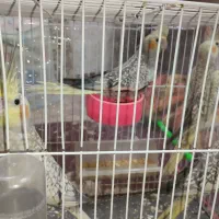 جوجه عروس هلندی