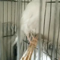 قناری ماده آماده|پرنده|تهران, راه آهن|دیوار