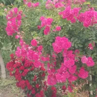 باغ ویلا مسکونی ۸۰۰ متری ۴۰ متر بنا کنتربرق ماریان