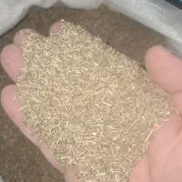 زیره سبز دیمی|عمده‌فروشی|شراء, |دیوار