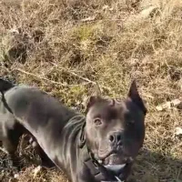 توله پیتپول با اصالت عکس پدر مادرم گذاشتم