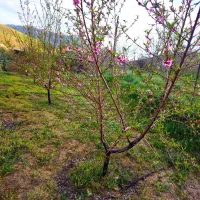 ۷۰۰ متر باغ روی جاده اصلی نوره و ارنان