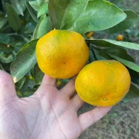 نارنگی درجه یک|خوردنی و آشامیدنی|مرزیکلا, |دیوار