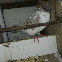 کبوتر نر کاکل