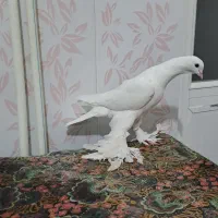 آغ پارپاری مایا|حیوانات|باسمنج, |دیوار