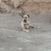 سگ سرابی|سگ|فامنین, |دیوار