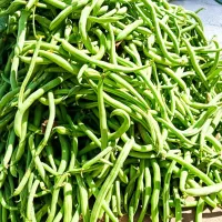 لوبیاسبز تازه  مهرگان زیباشهر