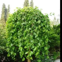 اجاره ۳۵۰ متری گلخانه و سوییت