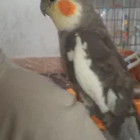 کارشناسی و بررسی