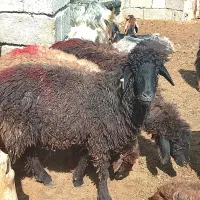 فروش بره بز کهر دار