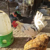 یک عدد خروس گلین جوان وسالم لطفا تماس بگرید بگیر|حیوانات مزرعه|محلات, |دیوار