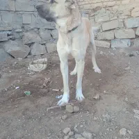 توله سگ سرابی|سگ|مراغه, |دیوار