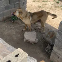 سرابی ماده