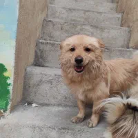 سگ اشپیتز پامر خونگی گوش روباهیی)(|سگ|شیراز, شاهچراغ|دیوار