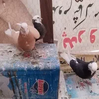 شازده|پرنده|نجف‌آباد, امیرآباد|دیوار