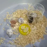 کمپل بازیگوش