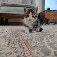 واگذاری بچه گربه