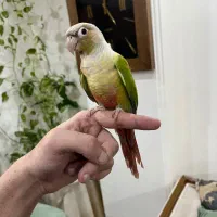 طوطی گرینچیک رام و دستی و ماده