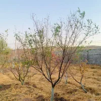 ۱۹۵متر باغچه/درختی/منطقه شهریار/معاوضه با خودرو|فروش زمین و ملک کلنگی|شهریار, فرارت|دیوار