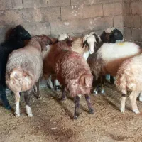 گوسفند|حیوانات مزرعه|نورآباد, |دیوار