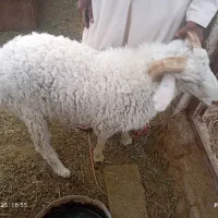 فروش دو عدد گوراند مهرستان