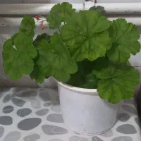 گلهای طبیعی وشاداب ابهر|گل و گیاه طبیعی|ابهر, |دیوار