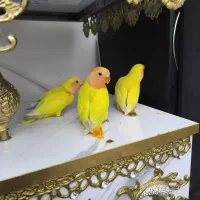 کوتوله طوطی برزیلی|پرنده|قدس, شهرقدس|دیوار