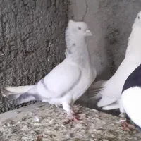 سبزدمسفید هفت رنگ دمسفید