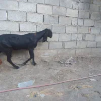 بز جوان پنجاب
