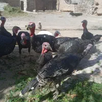 بقلمون|حیوانات مزرعه|تربت جام, پاسداران|دیوار