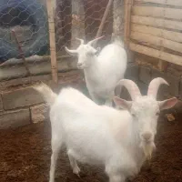 کولار و بزغاله سانن