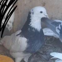 کبوتر رنگی|پرنده|سبزوار, جهاد کشاورزی|دیوار