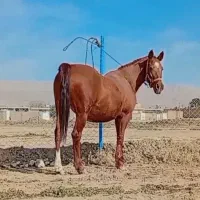 اسب|اسب و تجهیزات اسبسواری|مرودشت, مسکن مهرگان|دیوار