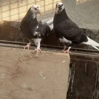 کفتر جوجه جیر تازه دون خور