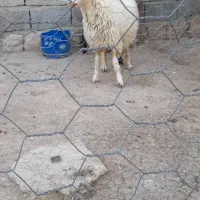 بره|حیوانات مزرعه|سوری, |دیوار