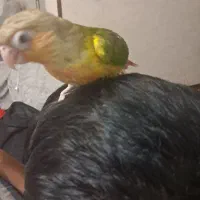 جوجه طوطی گرینچیک ۲ ماهه|پرنده|مبارکه, |دیوار