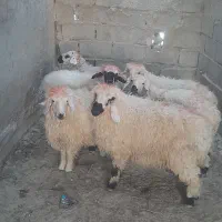 برهنروماده|حیوانات مزرعه|زابل, |دیوار